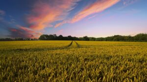 countryside, harvest, agriculture-2326787.jpg